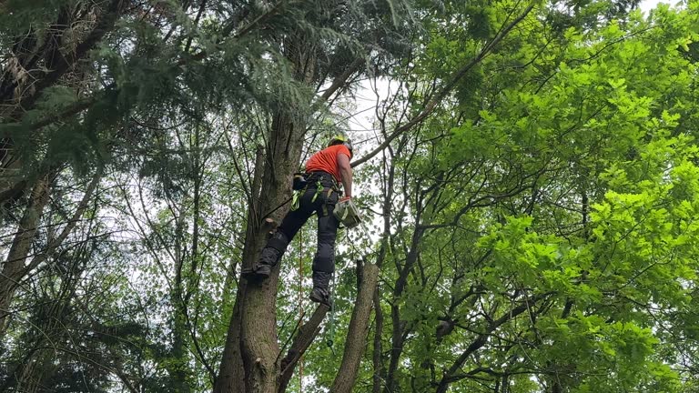 Key Center, WA Tree Services Company