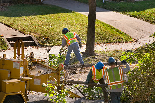 How Our Tree Care Process Works  in  Key Center, WA